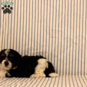 Nick, Maltipoo Puppy